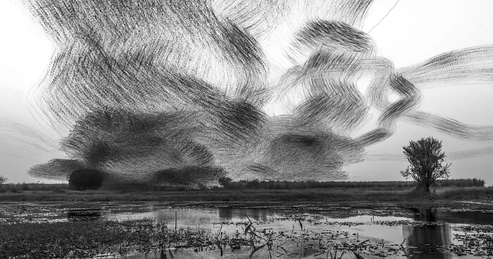 "When Birds Paint The Sky":
i Created A Series Of Creative Renders Out Of Starling's Murmuration