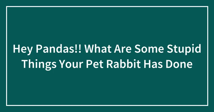 Hey Pandas!! What Are Some Stupid Things Your Pet Rabbit Has Done
