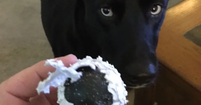 Hey Pandas, Show Me The Dumbest Thing Your Pet Has Done (Closed)