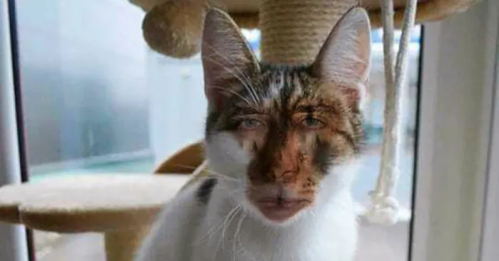 Hey Pandas, Give Your Pet A Human Face (Closed)