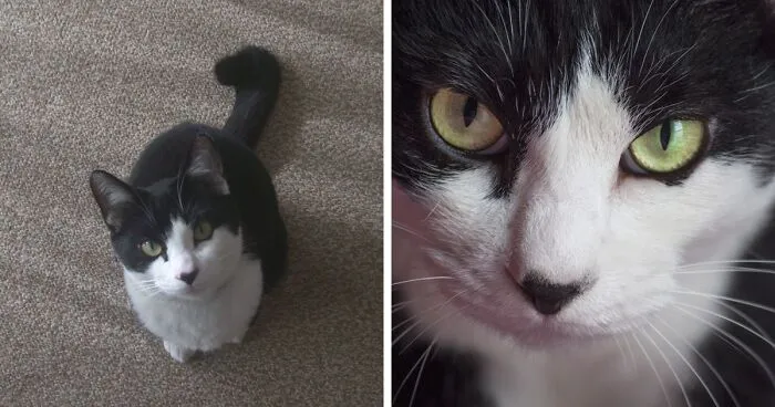 Our Little Black And White Stray Cat Started Life As A Piano, And Now He's A Tuxedo. The Story Of TJ; The Cat No One Wanted