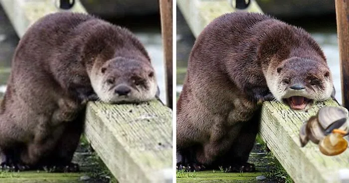 Hey Pandas, Can You Make This Otter Happy? (Closed)