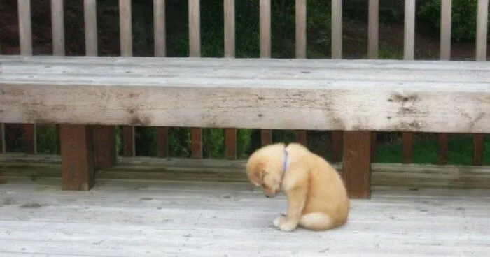 Hey Pandas, Photoshop This Sad Dog To Make It Look Happy Again (Closed)