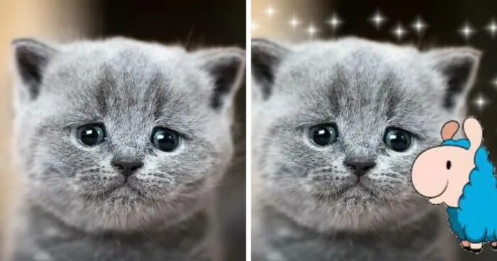 Hey Pandas, Photoshop This Sad Cat And Make It Happy! (Closed)