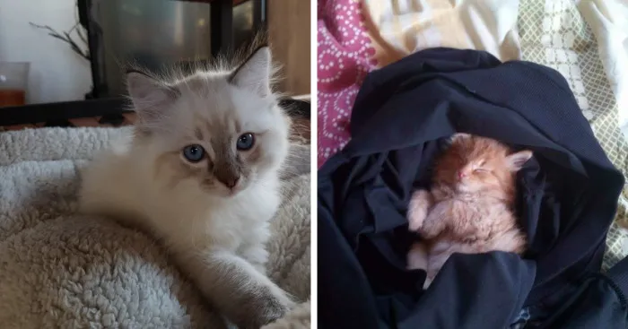 Hey Pandas, Post A Baby Picture Of Your Pet (Closed)