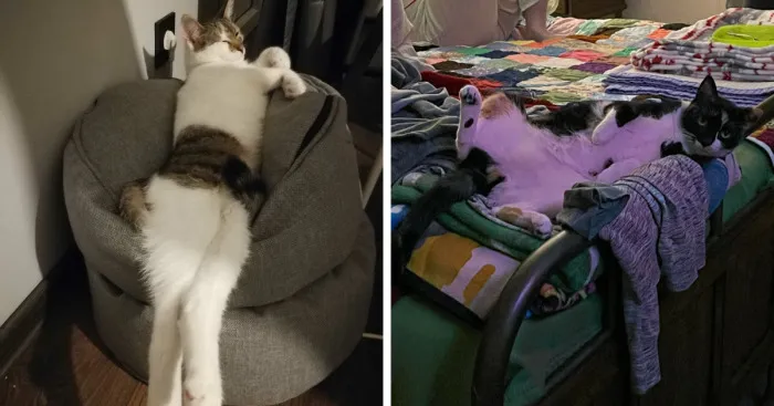 Hey Pandas, What Is The Most Awkward Picture You Have Ever Taken Of Your Pet? (Closed)