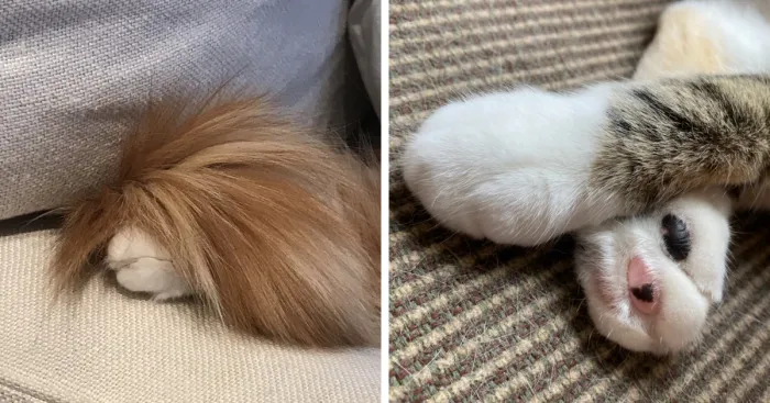 Hey Pandas, What’s Your Favorite Photo Of Your Pet's Paws? (Closed)