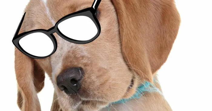 Hey Pandas, Photoshop Your Dog To Make Him Look Smart (Closed)