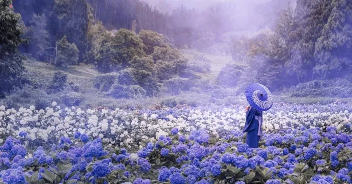 I Took A Photo With Friends In The Garden Of Hydrangeas In Japan While Sitting In Isolation In Moscow, Russia