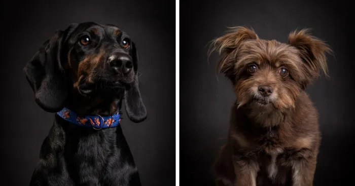 We Invited The Most Unique Models To Our Animal Photography Studio (19 Pics)