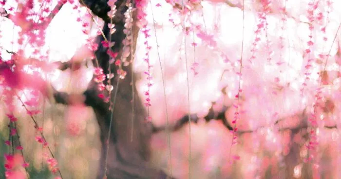 My Photos Of Blossoming Plums In Japan