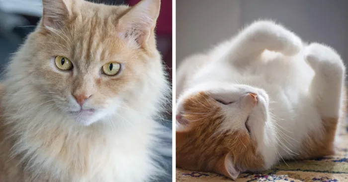 For The Past 5 Years, I've Been Taking Photographs Of Our Cats Every Single Day
