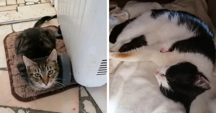 We Are A Small Cat Rescue Shelter, And Here's An Update On Our 200 Cat House