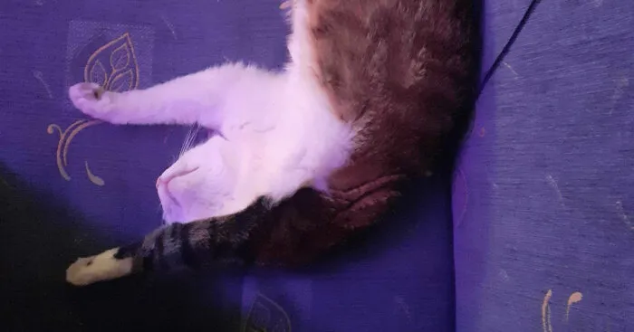 Hey Pandas, Share The Funniest Picture Of Your Pet, And Photoshop Or Edit It (Closed)
