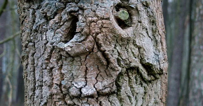 Hey Pandas, Have You Ever Come Across Something Resembling A Face And Taken A Pic? (Closed)