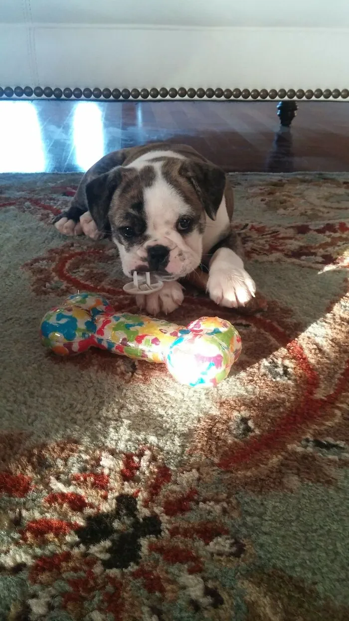 And This Is Fiona. She Is Midas's One True Love, And She Thinks All Days Are Mondays