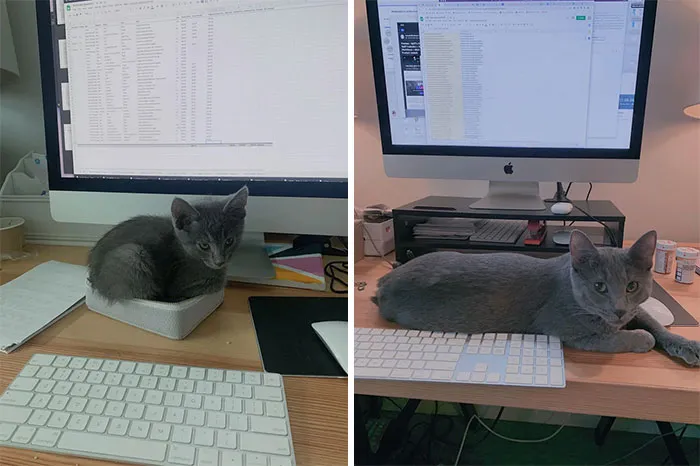 Albie At 8 Weeks vs. Albie At 8 Months