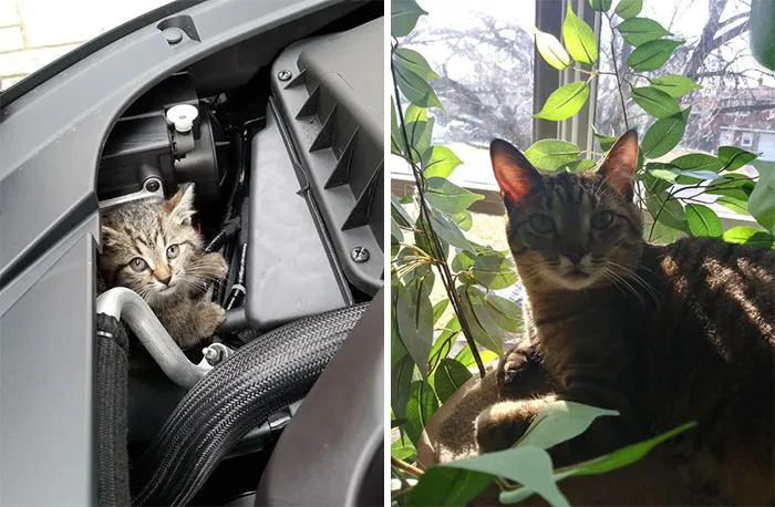 Found As A 4 Week Old Kitten Under The Hood Of My Car And Now The Sweetest Big Boy Ever, Here Is Figs