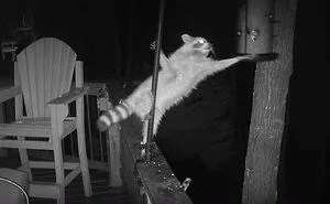 This Facebook Group Is Dedicated To Crappy Wildlife Photos That Are So Bad They’re Good (50 New Pics)