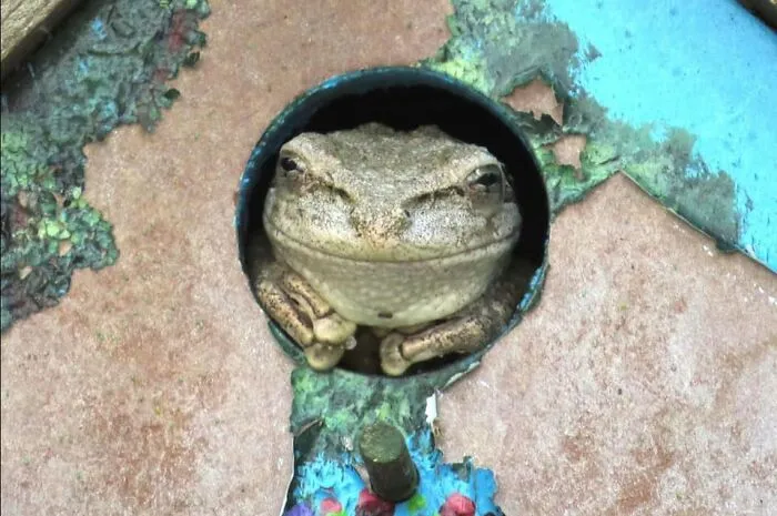 Hellooo