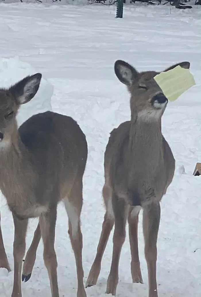 Cuando intentas alimentar a Bambi con coles, pero tienes mala puntería