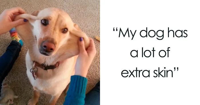 40 Dogs That Are Extra Cute Because Of Their Extra Skin (New Pics)