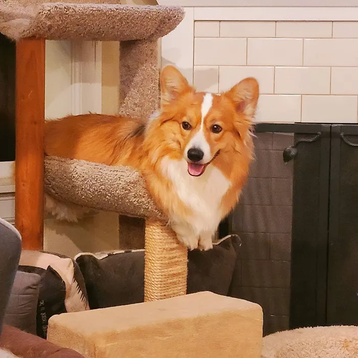 Ah, The Illsuive Corgo-Cat In His Natural Habitat.  Did You Know The Corgo-Cat Has A Purr That Sounds Suspiciously Like A Bark?
