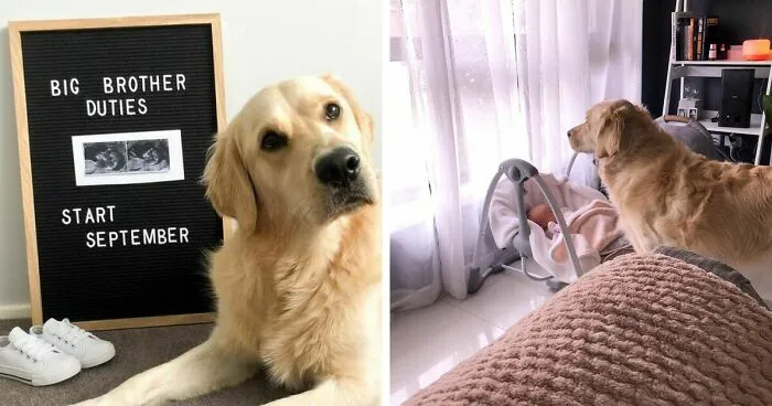 Golden Retriever Becomes A Big Brother To His Human Sister Right From Her Birth, And These 39 Pics Show Their Incredible Bond