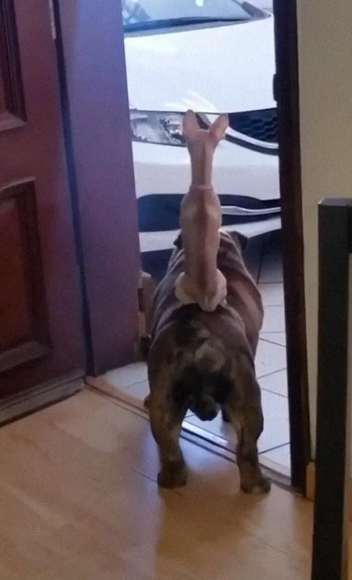 When Your Chihuahua Uses Your Bulldog As A Horse