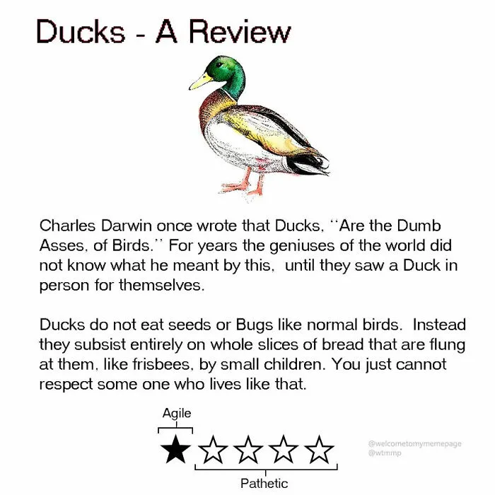 Ducks