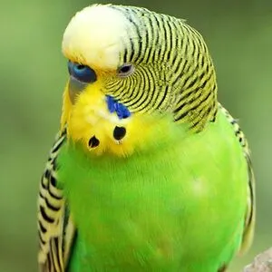 a bird