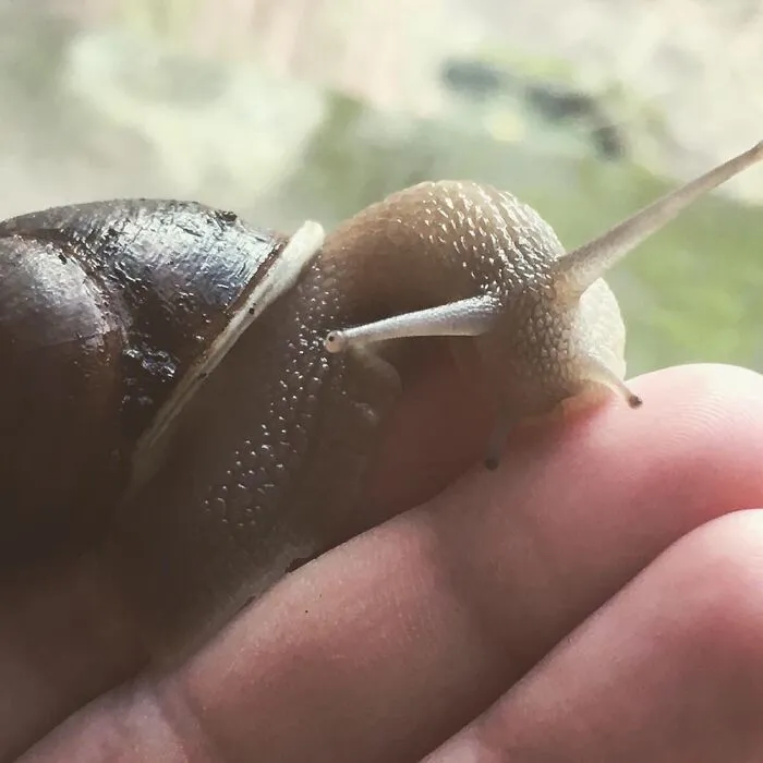 Snaily. Rescue Snail I Had For A Year, Released Him Back To The Wild Today. I Will Miss You