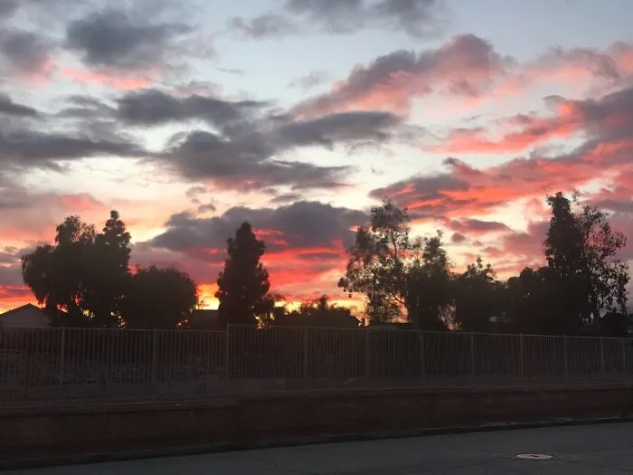 On My Nightly Walk