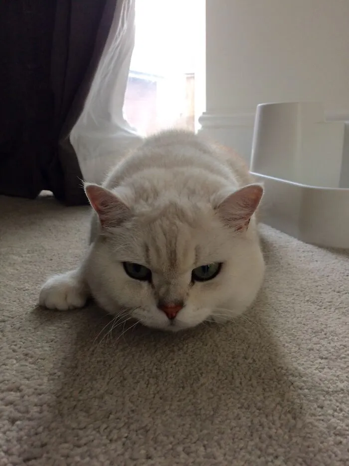 One Armed Kitty