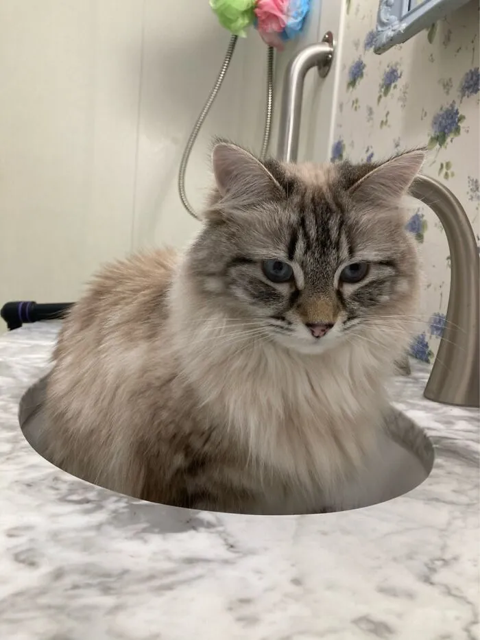 In The Sink