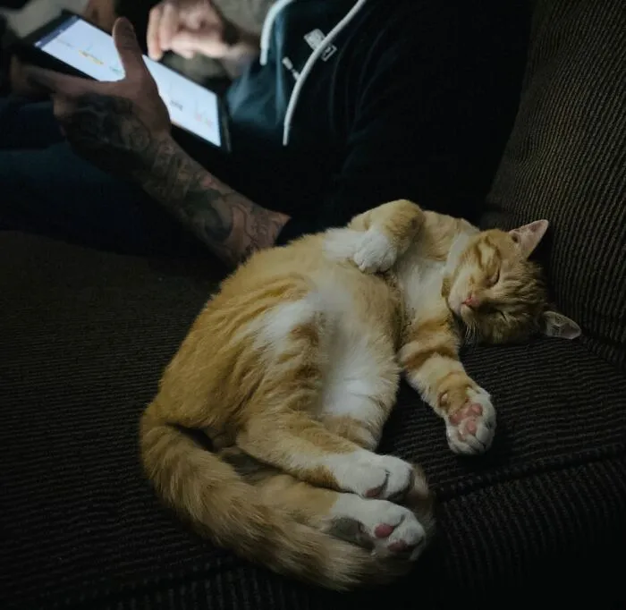 Adopted City Kitty Sleeps Well Tonight
