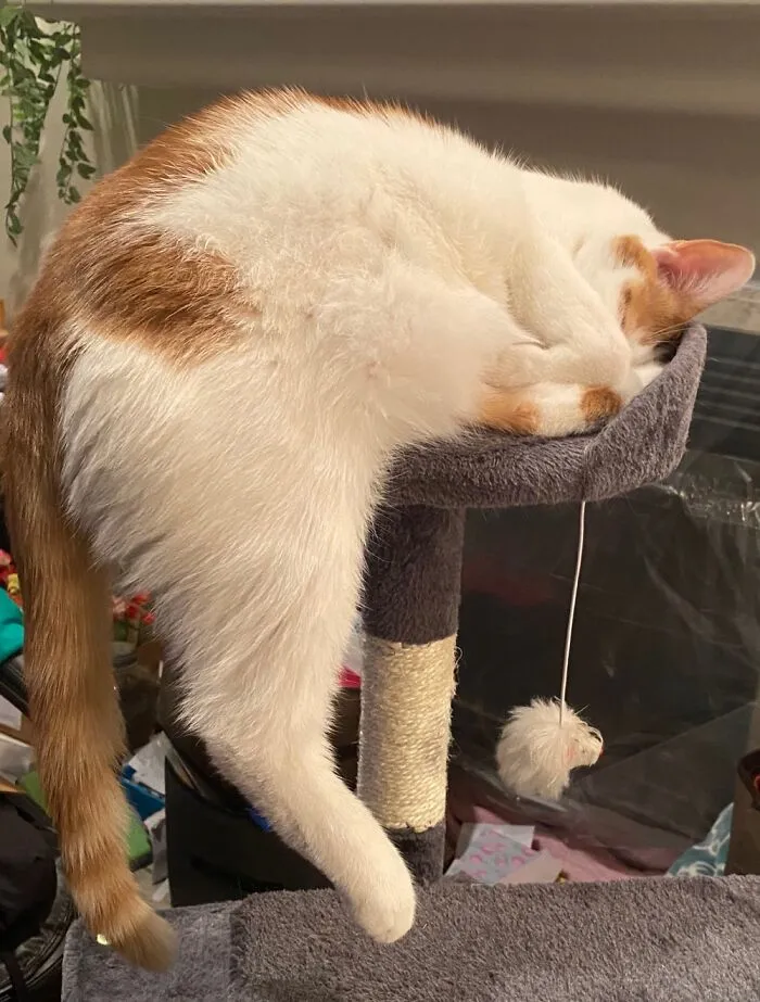 I Don’t Fit But I Still Sits.