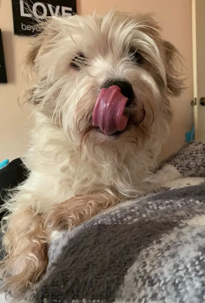 My Benji Boy