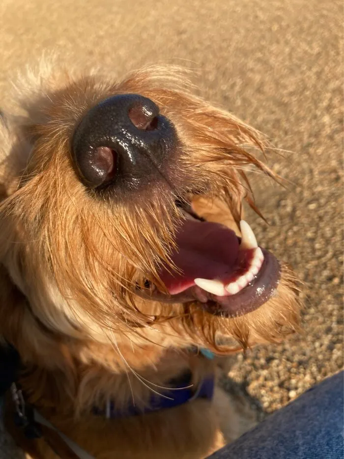Albie