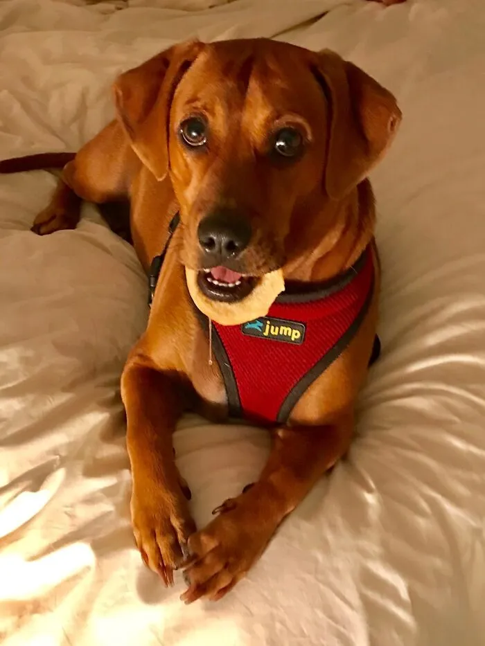 Zoe Got A Bone Stuck In Her Teeth And Had To Have The Vet Saw It Off.