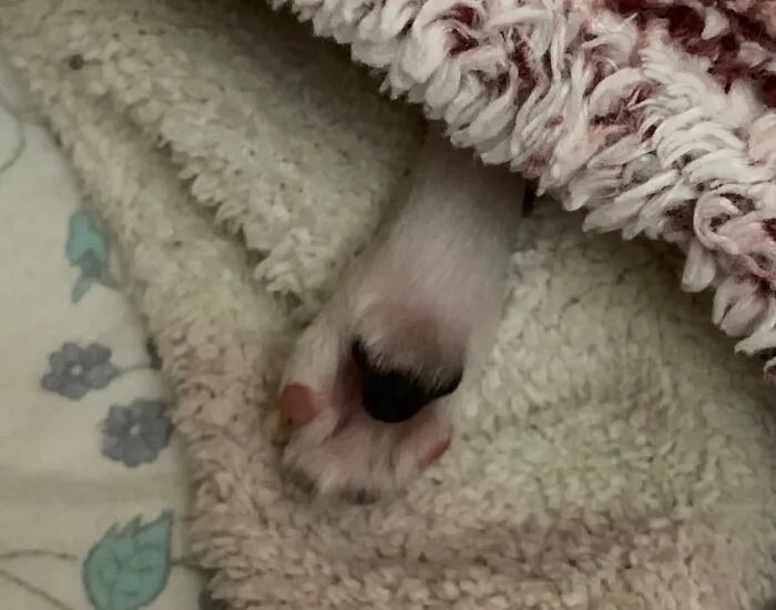 Poppy’s Pretty Paw