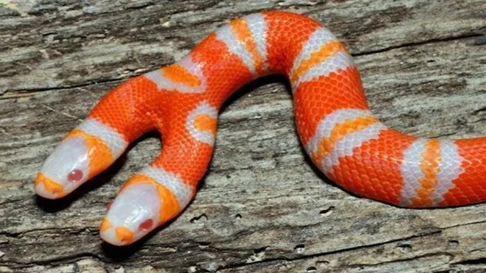 “Medusa” The Two Headed Snake