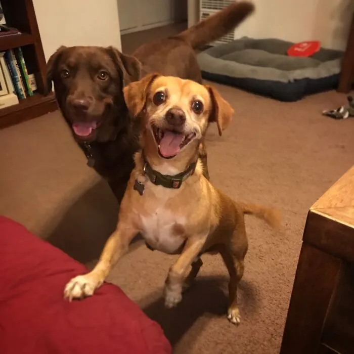 I Need A Treat!