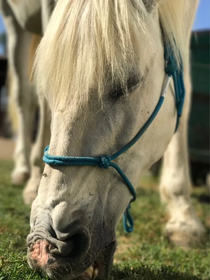 Yummy Grass!