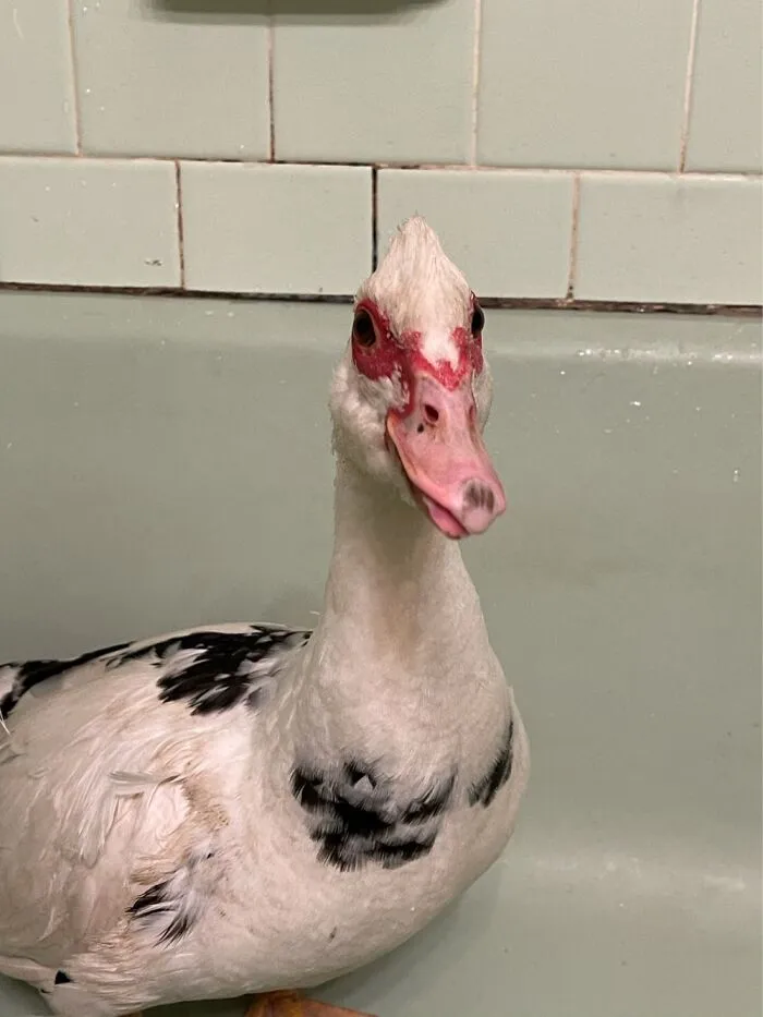 Olivia With Her Crooked Beak.