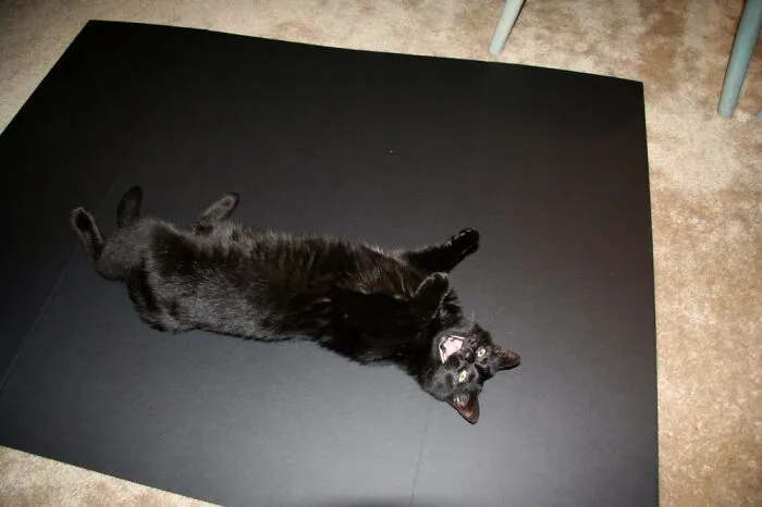 More Catnip Now!
