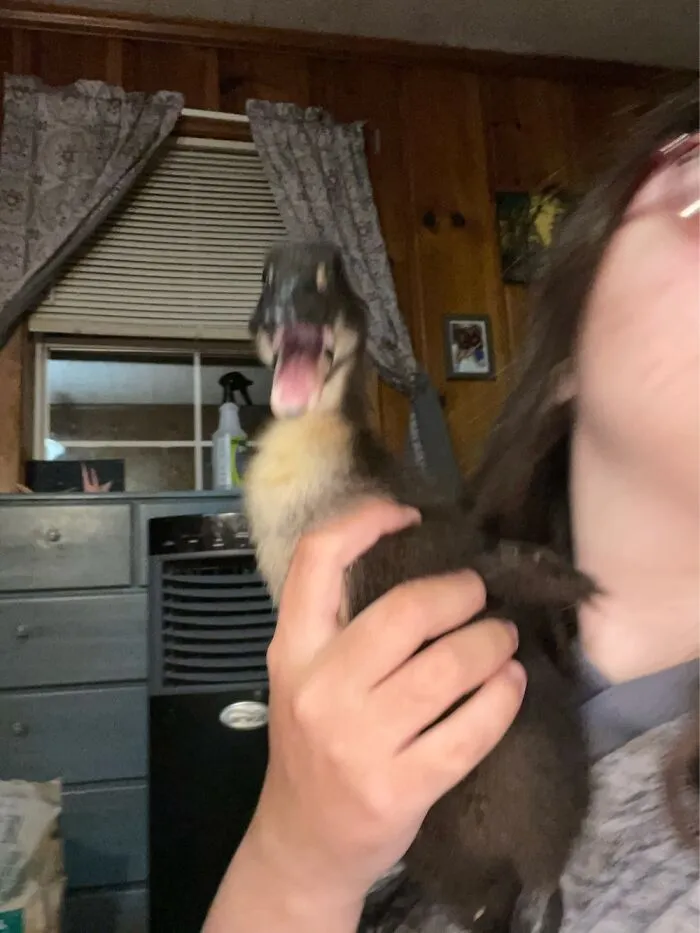 Unhappy Duckling