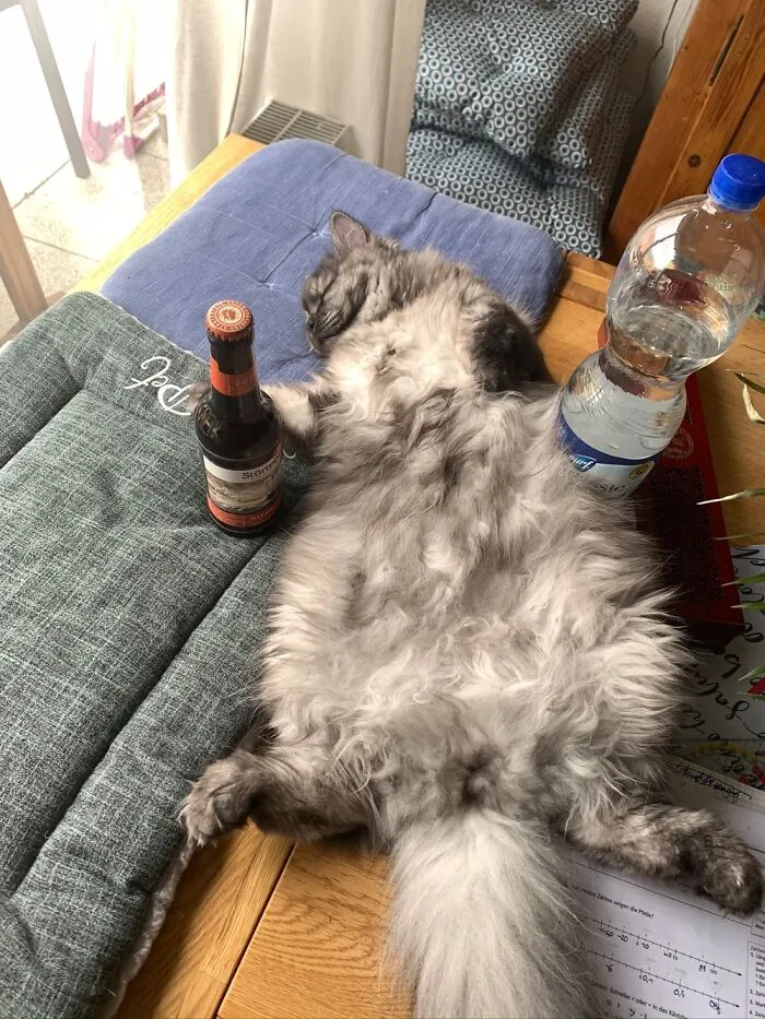 The Day After