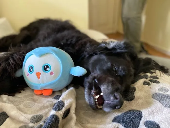 Nambo And His Owl