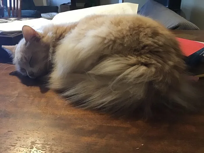 Ralphie. He Lets Me Borrow His Sleep Desk For Doing Stuff.